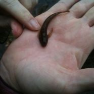 Sculpin Found in Hood River