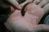 Sculpin Found in Hood River